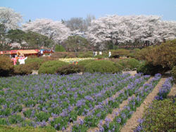 沼田公園の桜　4月8日